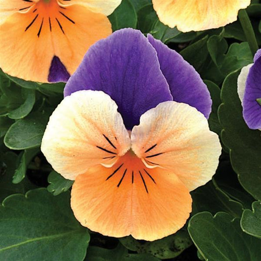 Viola Seeds Penny Peach Jump Up 1,000 Seeds