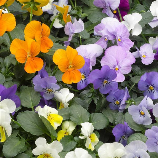 Viola Seeds Penny Lane Mix 1,000 Seeds