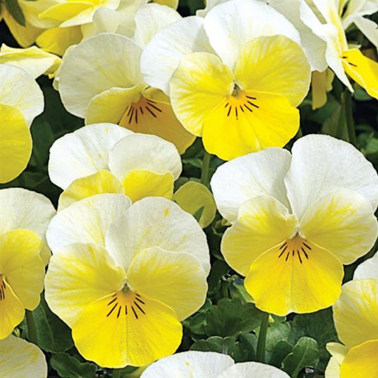 Viola Seeds Penny Primrose Bicolor 1,000 Seeds