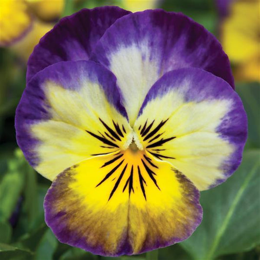 Viola Seeds Penny Primrose Picotee 1,000 Seeds