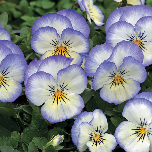 Viola Seeds Penny Purple Picotee 1,000 Seeds