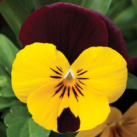 Viola Seeds Penny Red Wing 1,000 Seeds