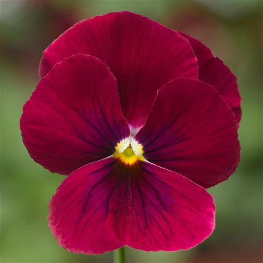 Viola Seeds Penny Rose Blotch 1,000 Seeds