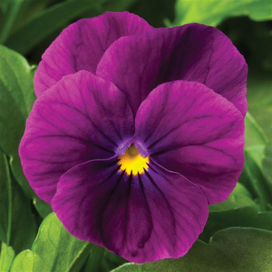 Viola Seeds Penny Violet 1,000 Seeds