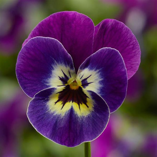 Viola Seeds Penny Violet Face 1,000 Seeds