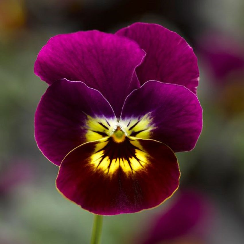 Viola Seeds Penny Violet Tiger Face 1,000 Seeds