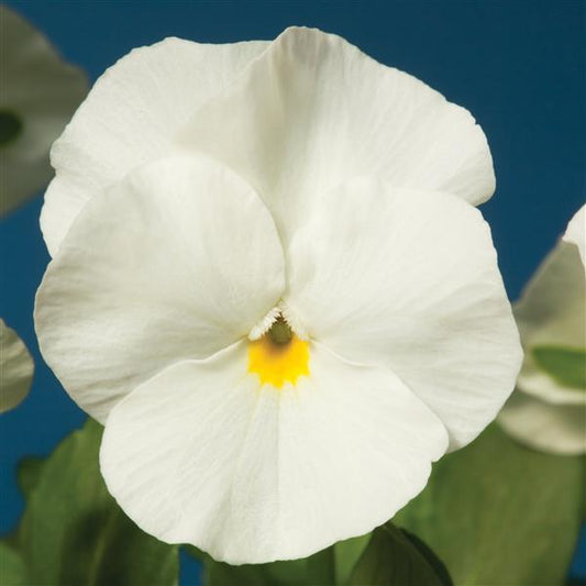 Viola Seeds Penny White 1,000 Seeds