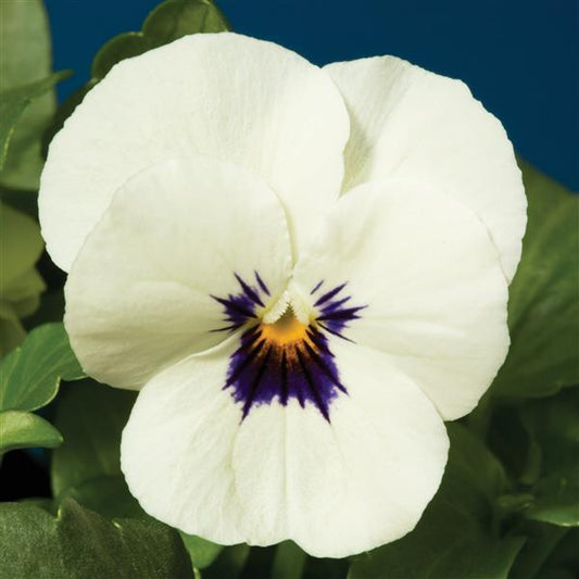 Viola Seeds Penny White Blotch 1,000 Seeds