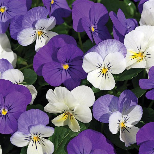 Viola Seeds Penny Winter Mix 1,000 Seeds