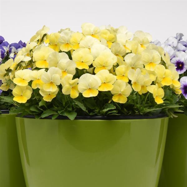 Viola Seeds Sorbet® Lemon Chiffon Viola 1,000 Seeds