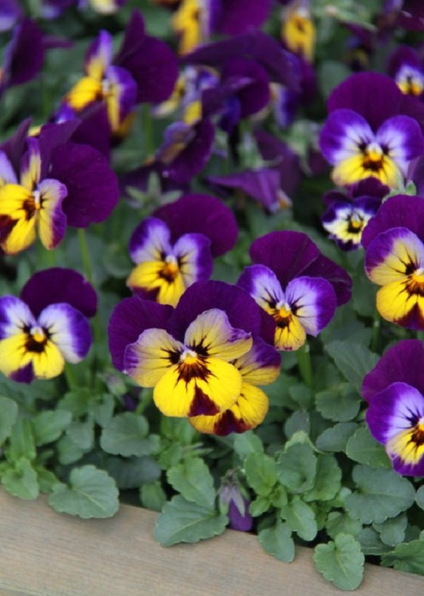 Viola Seeds Sorbet® Midnight Glow Viola 1,000 Seeds