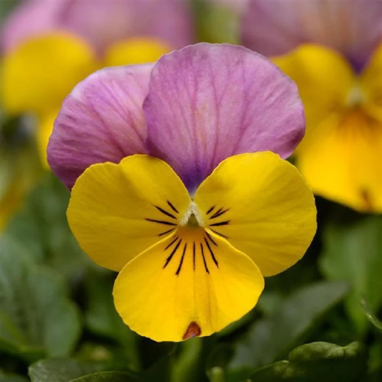 Viola Seeds Sorbet® XP Yellow Pink Jump Up 1,000 Seeds