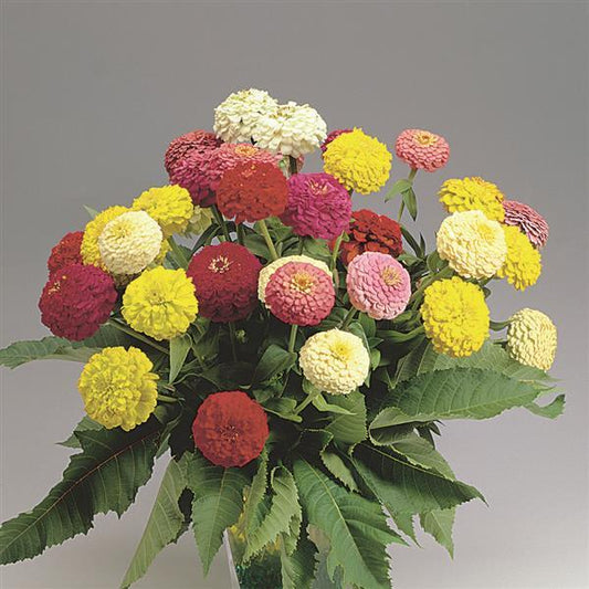 Zinnia Seeds Zinnia Oklahoma Mix Cut Flower