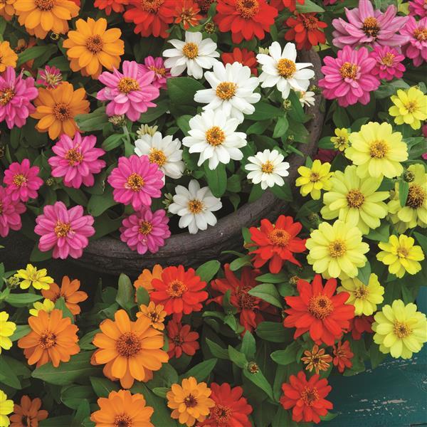 Zinnia Seeds Belize Mix Flower Seeds