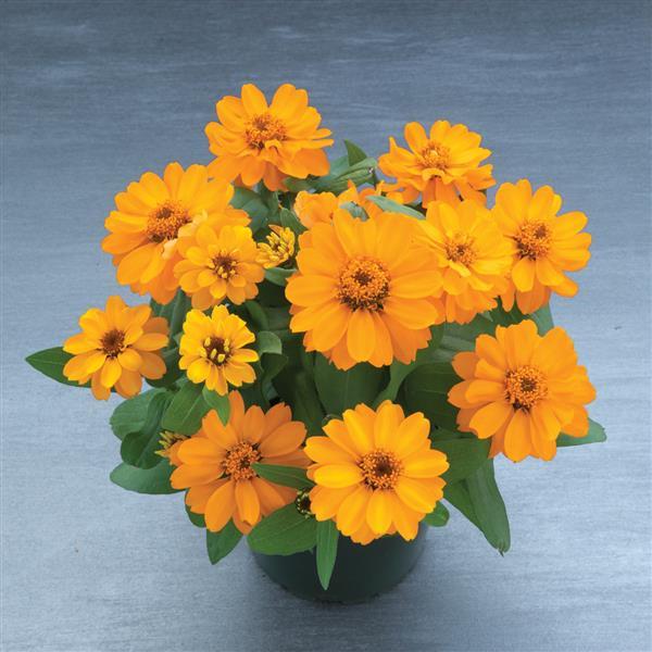 Zinnia Seeds Belize Orange Flower Seeds