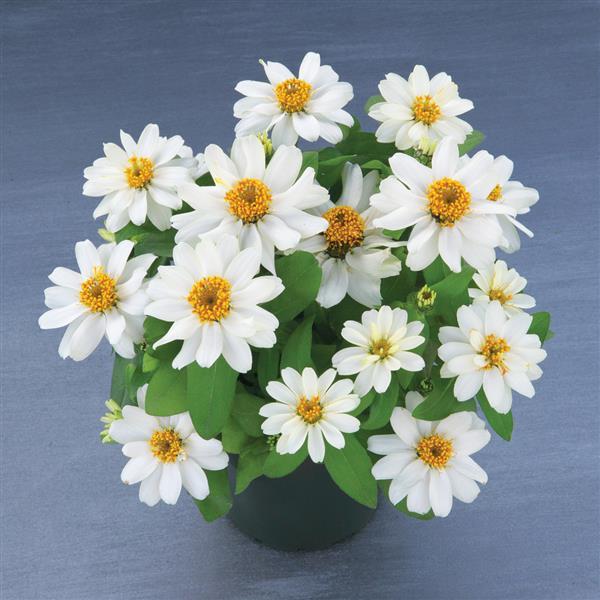 Zinnia Seeds Belize White Flower Seeds