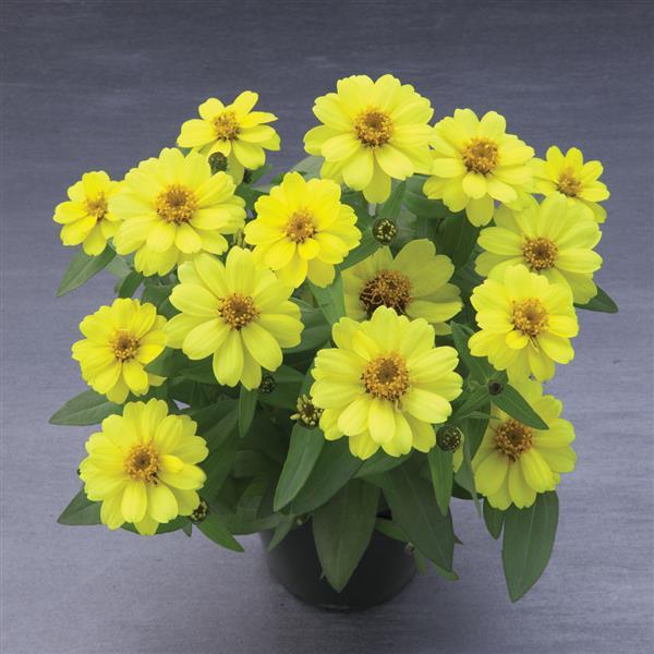 Zinnia Seeds Belize Yellow Flower Seeds