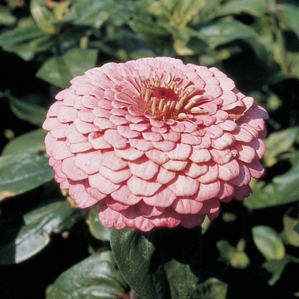 Zinnia Seeds Benary Giant Bright Pink Cut Flower