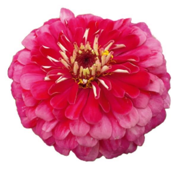 Zinnia Seeds Benary Giant Carmine Cut Flower