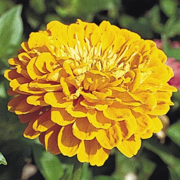 Zinnia Seeds Benary Giant Golden Yellow Cut Flower