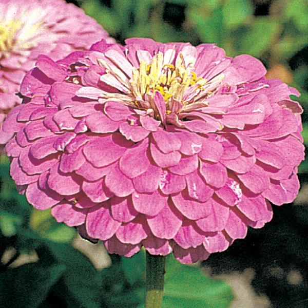 Zinnia Seeds Benary Giant Lilac Cut Flower