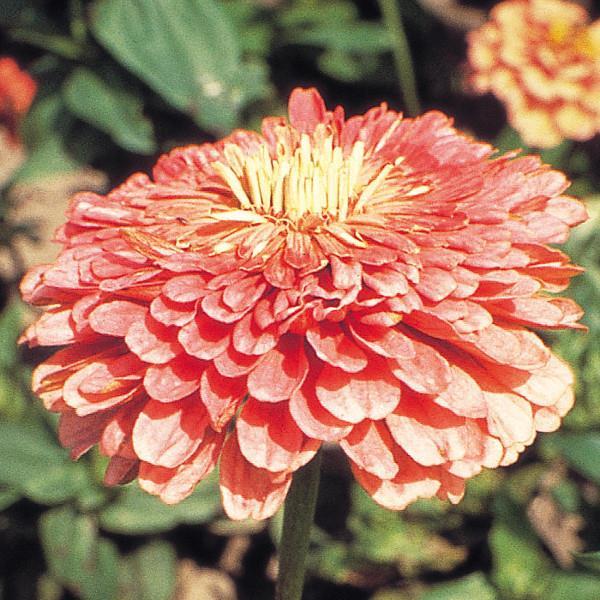 Zinnia Seeds Benary Giant Salmon Rose Cut Flower