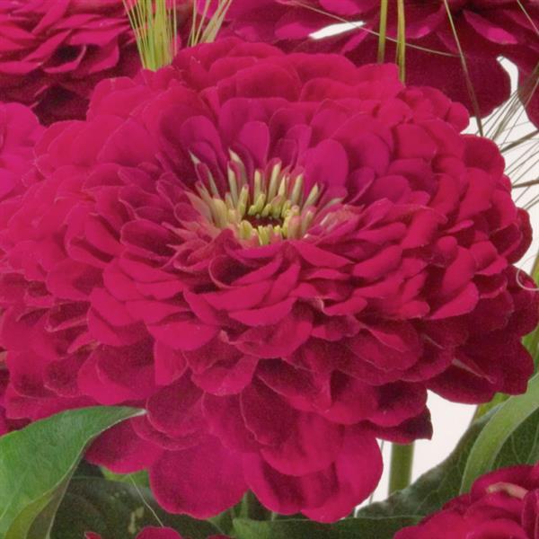 Zinnia Seeds Benary Giant Wine Cut Flower