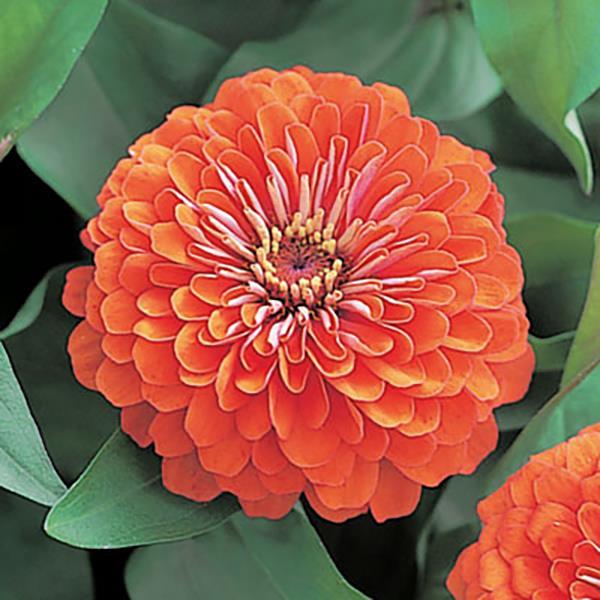 Zinnia Seeds Zinnia Dreamland Coral Flower Seeds