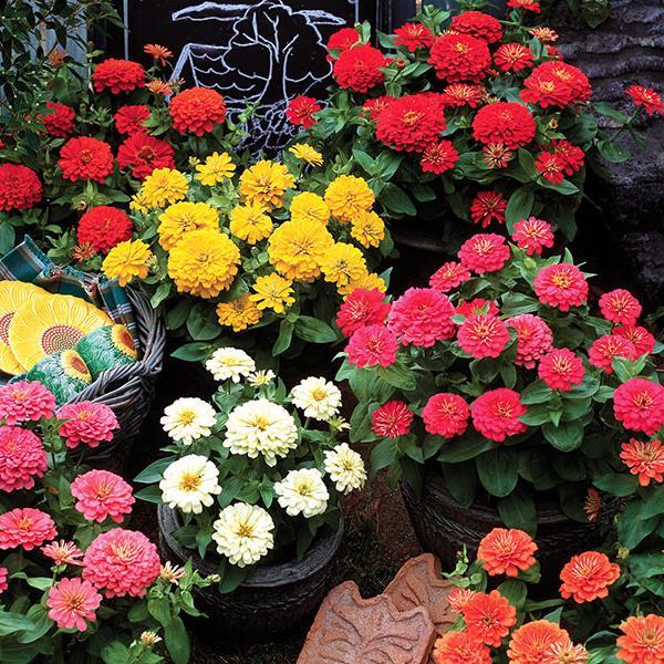 Zinnia Seeds Zinnia Dreamland Mix Flower Seeds