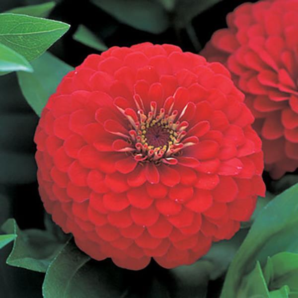 Zinnia Seeds Zinnia Dreamland Red Flower Seeds