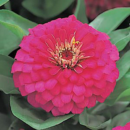 Zinnia Seeds Zinnia Dreamland Rose Flower Seeds