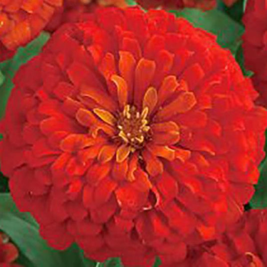 Zinnia Seeds Zinnia Dreamland Scarlet Flower Seeds