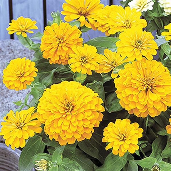 Zinnia Seeds Zinnia Dreamland Yellow Flower Seeds