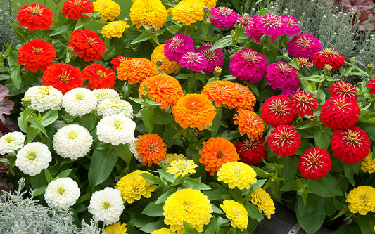 Zinnia Seeds Zinnia Preciosa Premium Mix Flower Seeds