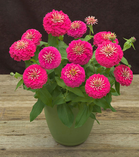 Zinnia Seeds Zinnia Preciosa Pink Flower Seeds