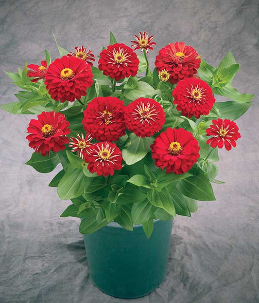 Zinnia Seeds Zinnia Preciosa Red Flower Seeds