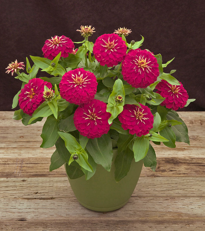 Zinnia Seeds Zinnia Preciosa Rose Flower Seeds