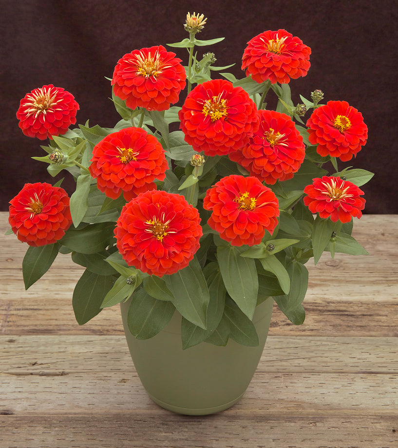 Zinnia Seeds Zinnia Preciosa Scarlet Flower Seeds