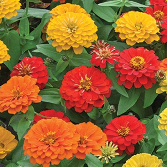 Zinnia Seeds Zinnia Preciosa Tropical Blend Flower Seeds