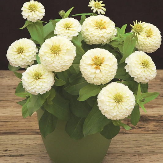 Zinnia Seeds Zinnia Preciosa White Flower Seeds