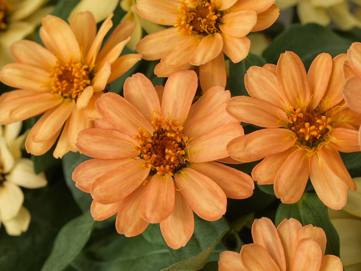 Zinnia Seeds Zinnia Profusion Apricot