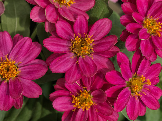 Zinnia Seeds Zinnia Profusion Cherry