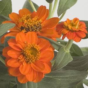 Zinnia Seeds Zinnia Profusion Double Fire