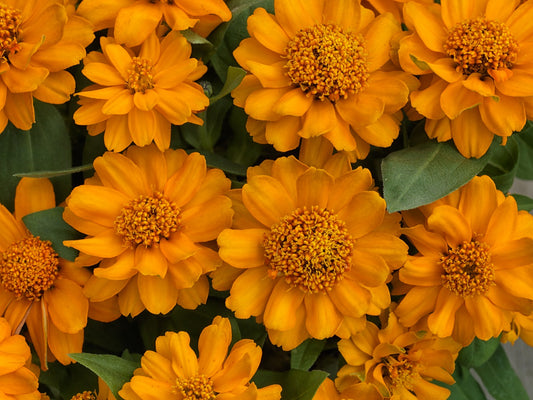 Zinnia Seeds Zinnia Profusion Double Golden