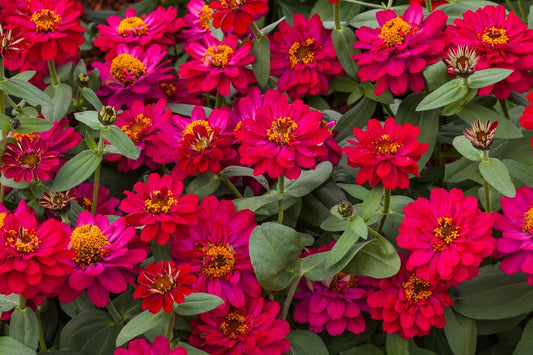 Zinnia Seeds Zinnia Profusion Double Hot Cherry