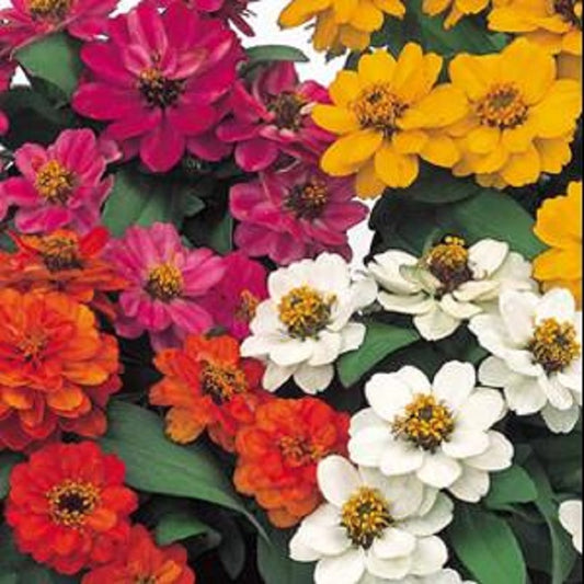 Zinnia Seeds Zinnia Profusion Double Mix