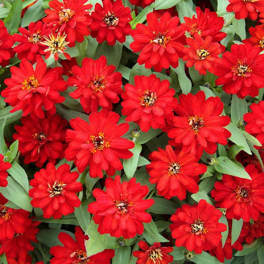 Zinnia Seeds Zinnia Profusion Double Red