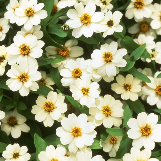 Zinnia Seeds Zinnia Profusion Double White