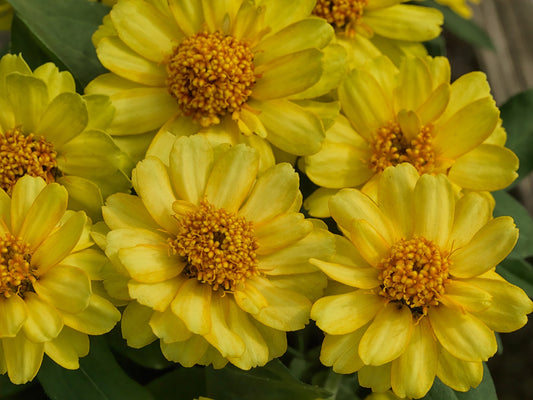 Zinnia Seeds Zinnia Profusion Double Yellow