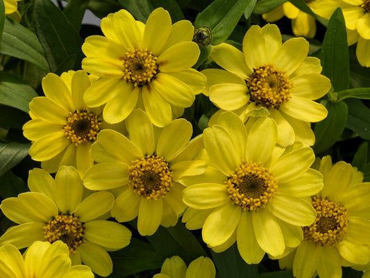 Zinnia Seeds Zinnia Profusion Lemon